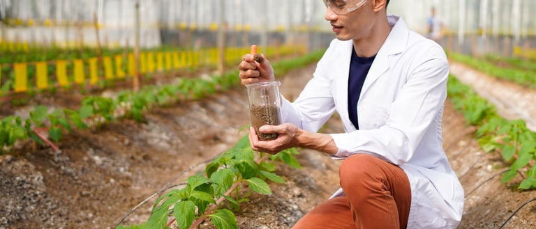 Vegetable growing in organic farm. Male scientist working in organic vegetables farm. Agricultural researcher studies research in greenhouse farm. Botanist research soil at vegetable farm.