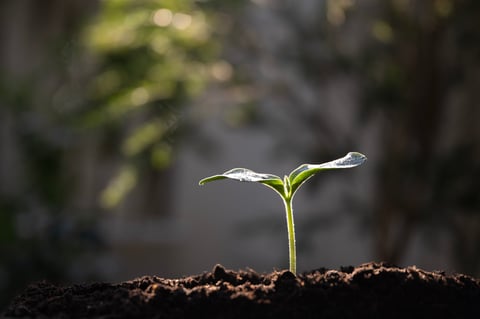 Small sprout plant growth macro closeup under sunlight