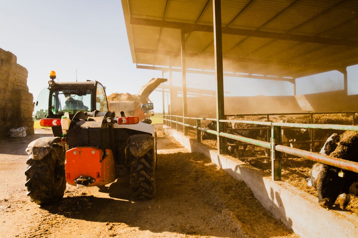 Trator agrícola distribuindo ração para vacas leiteiras no estábulo