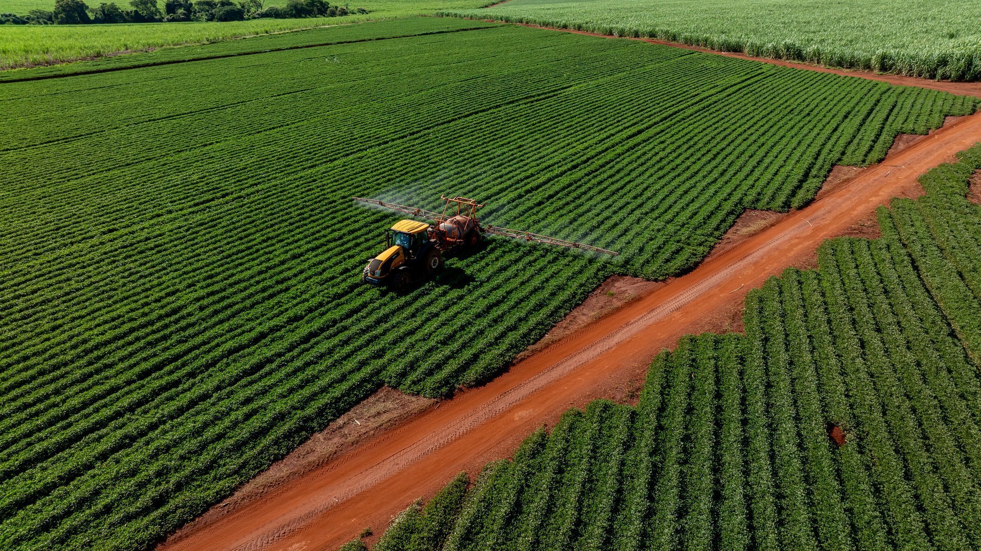 Aerial view of a tractor spraying green peanut crops next to a vast sugarcane plantation - drone view