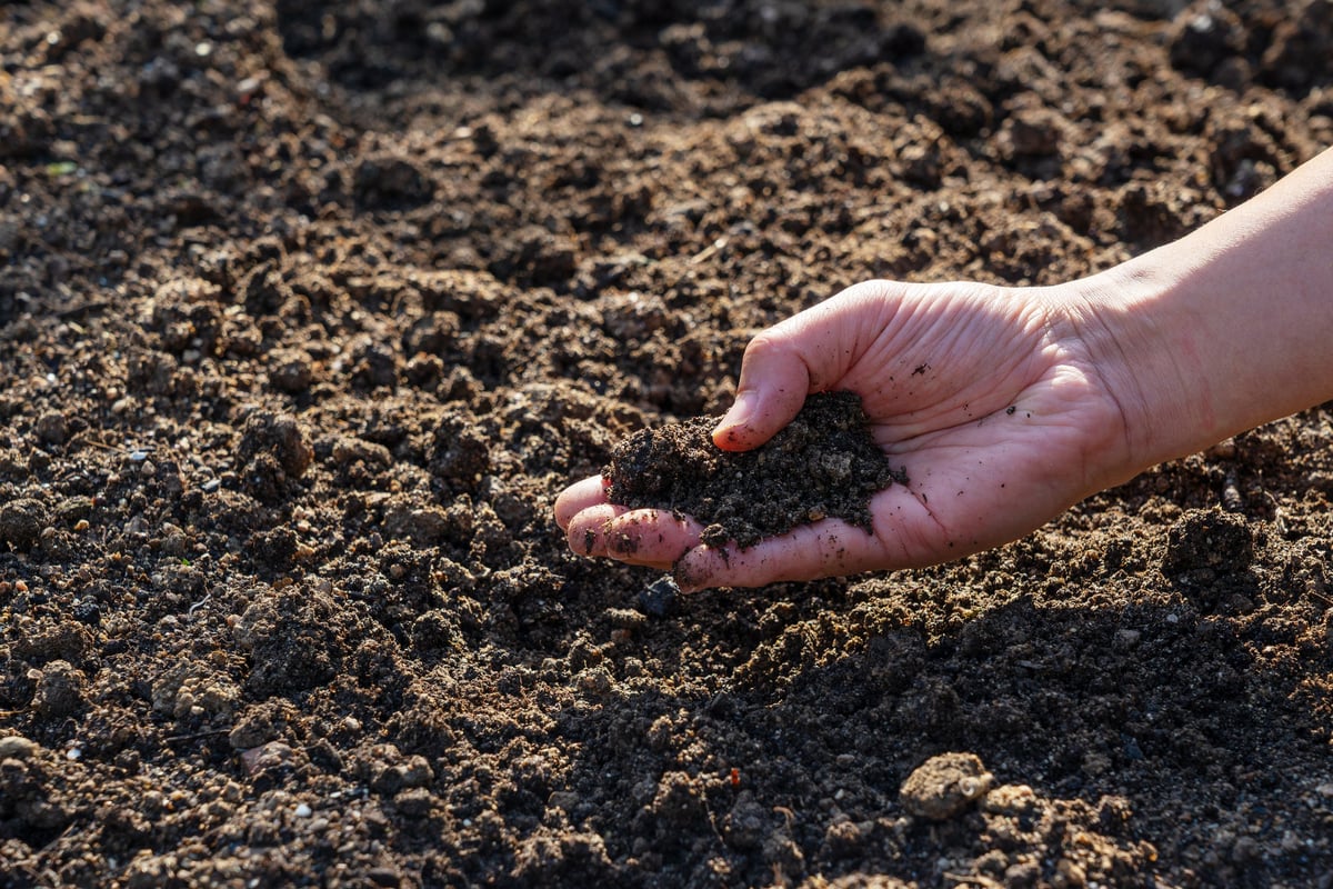 Close up of a farmer's hand touching and holding rich fertile soil in an agricultural field
