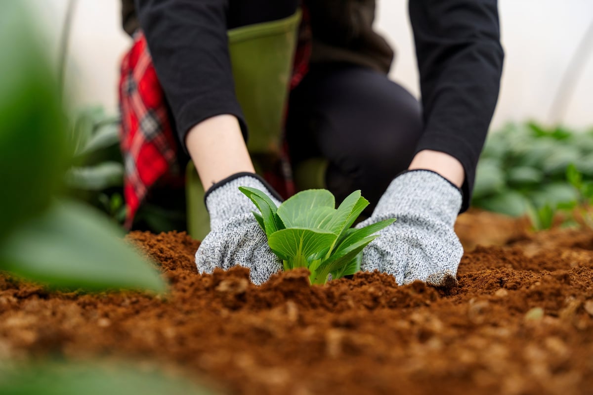 Close up of gardener hands planting fresh vegetable seedling into fertile soil in greenhouse garden. Organic farming and sustainable agriculture concept with crop cultivation.