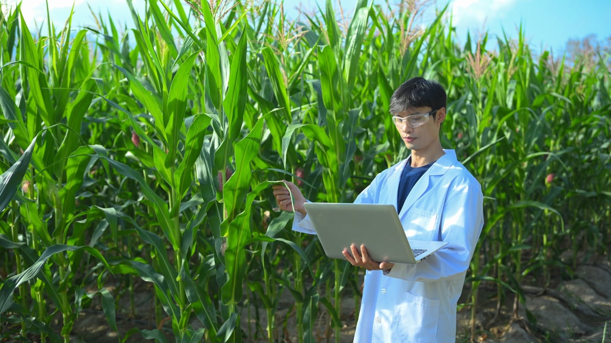 A Scientist in a corn field using a laptop computer to review harvest and crop performance, agriculture technology concept.