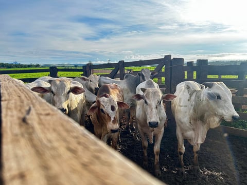 Cattle grazing on livestock ranch with green fields