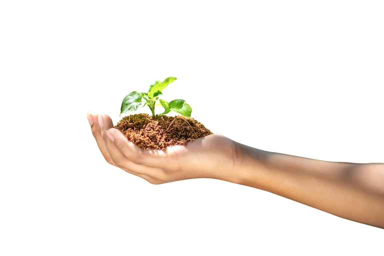 Isolated Shot of a Hand Holding a Small Green Plant Sprout with Soil