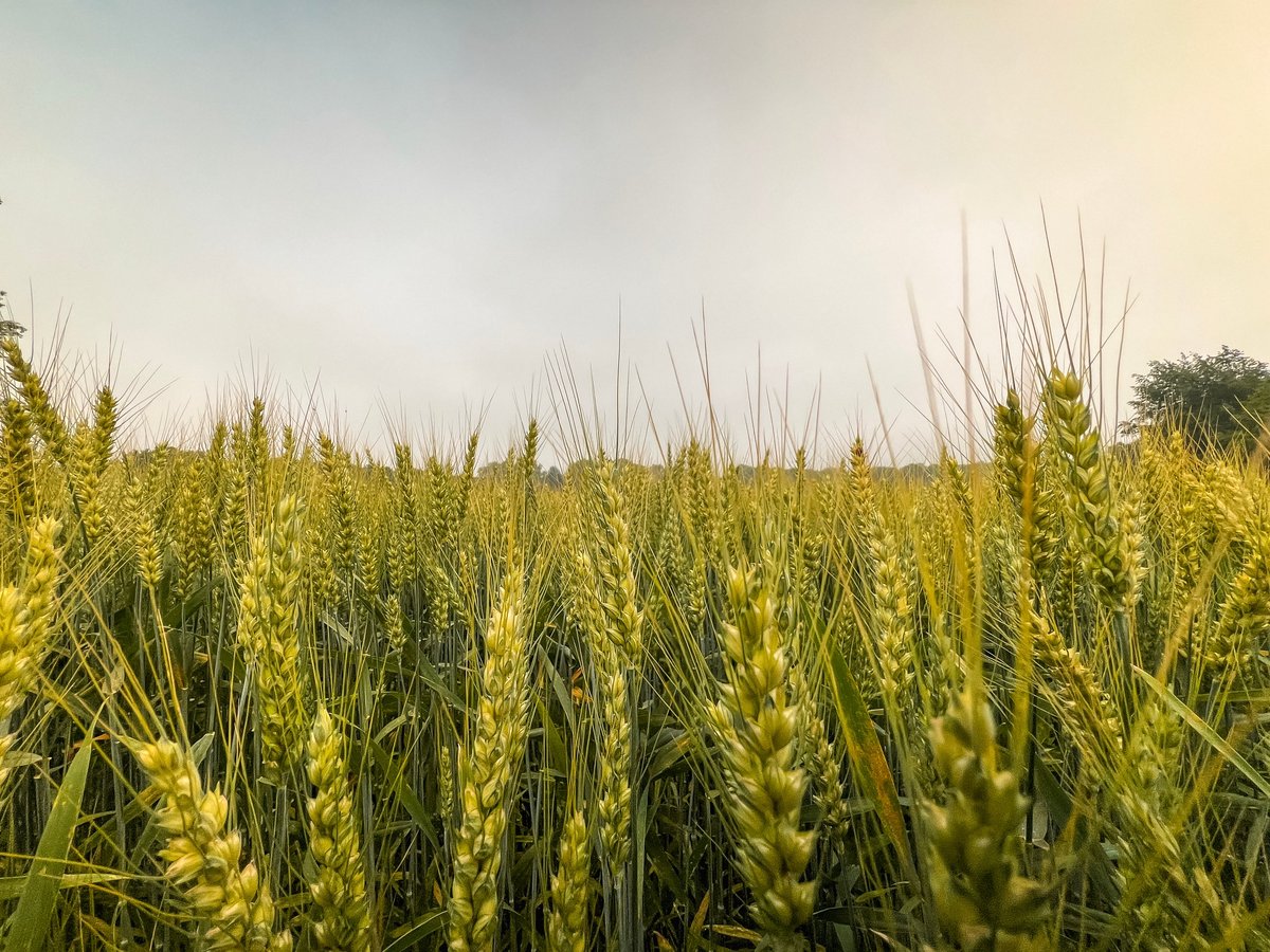 Golden wheat field at sunset
