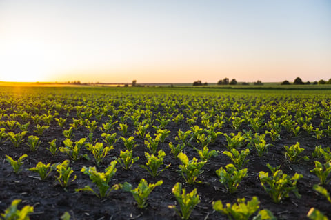 Young sugar beet plants growing in fertile soil, fields stretching into the distance under a golden sunset