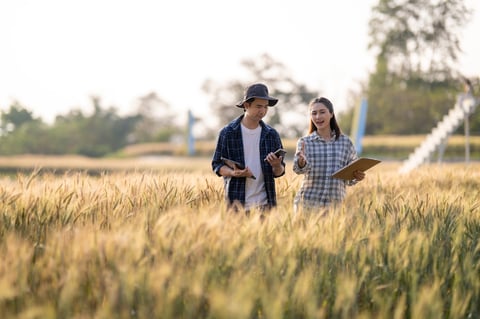 Farmers discussing crop data with digital tablet in a wheat field