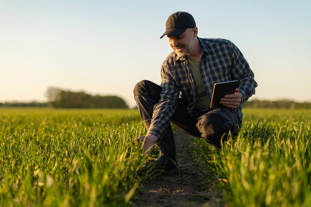 Smiling male farmer in baseball cap crouching in green wheat field, using digital tablet at golden hour.