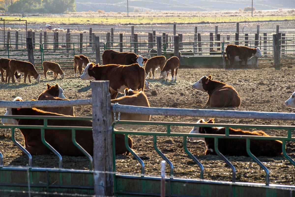 Cattle in Feedlot Ranch Enclosure