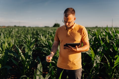 Agronomist checking corn plants, analyzing data with a tablet for smart farming and modern agriculture