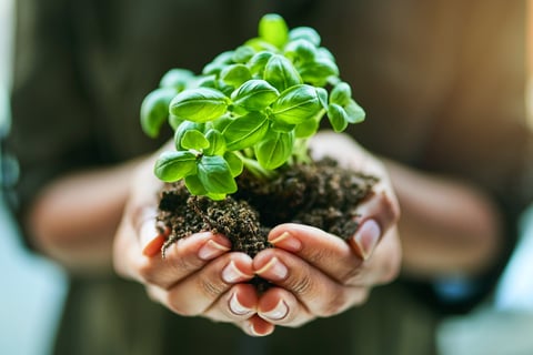Cropped shot of a woman holding a plant growing out of soil